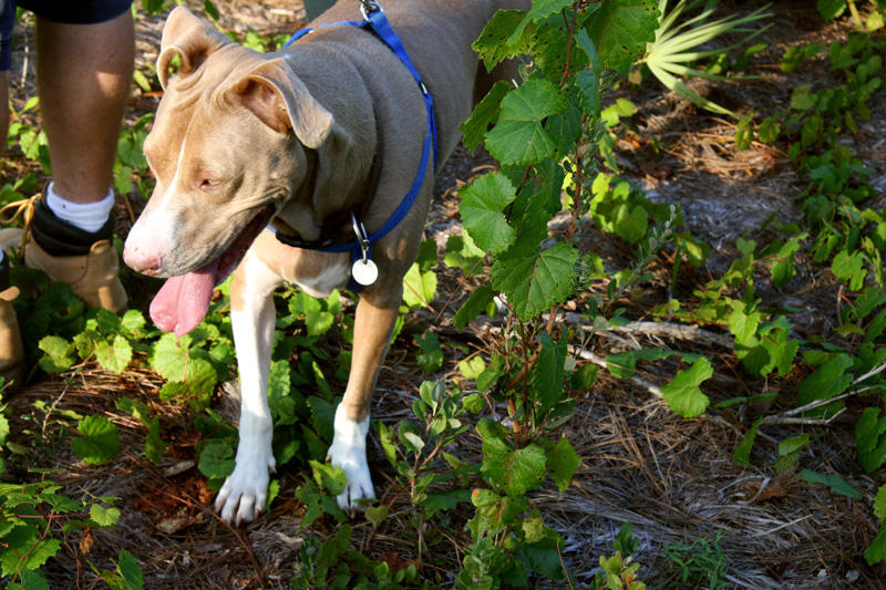 !sam-the-dog-at-orca-scrub-w-vitis-rotundifolia