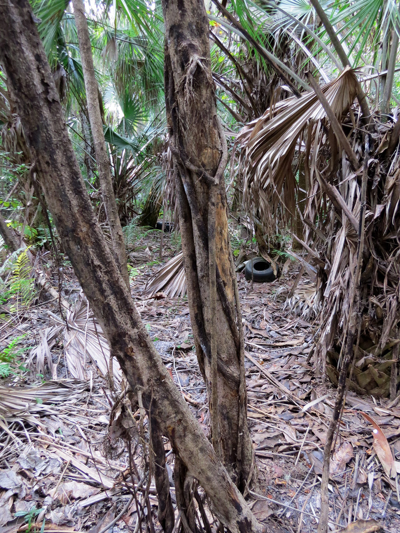 !schefflera---dead-@-fmel