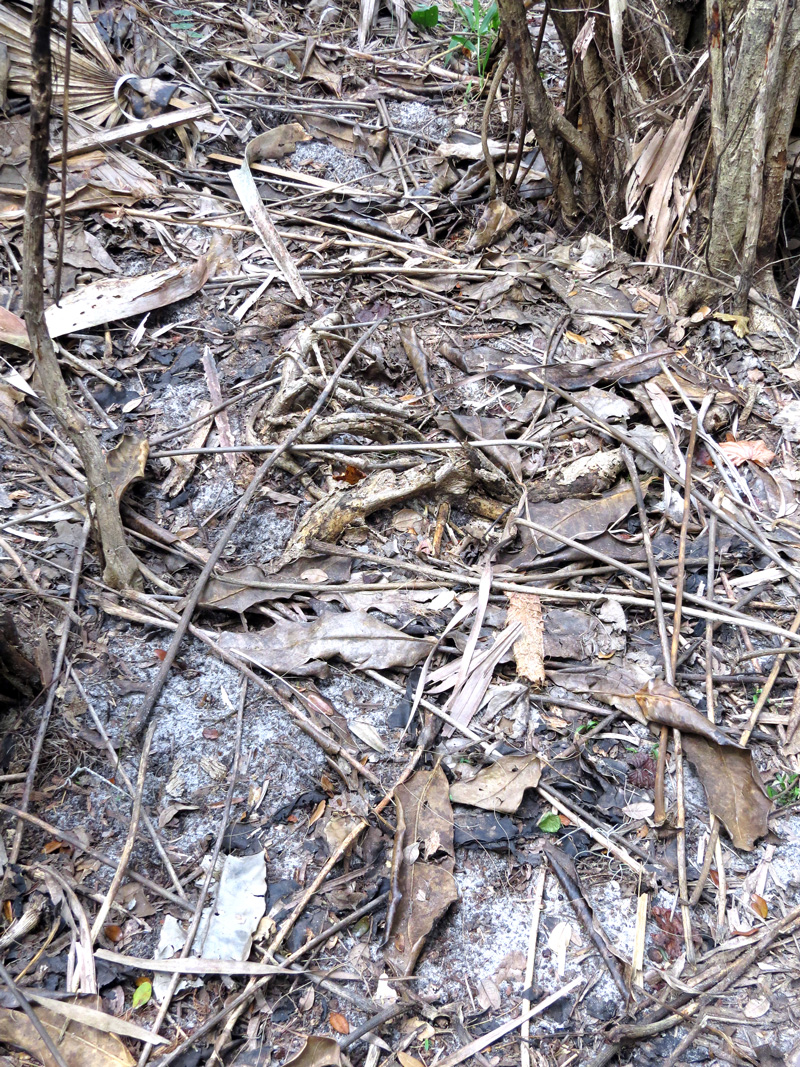 !schefflera-dead-leaf-litter2