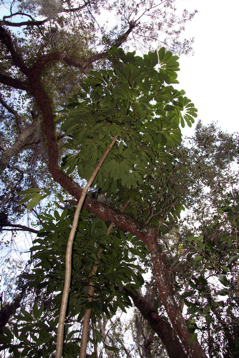 !schefflera-@-irlt-(2)