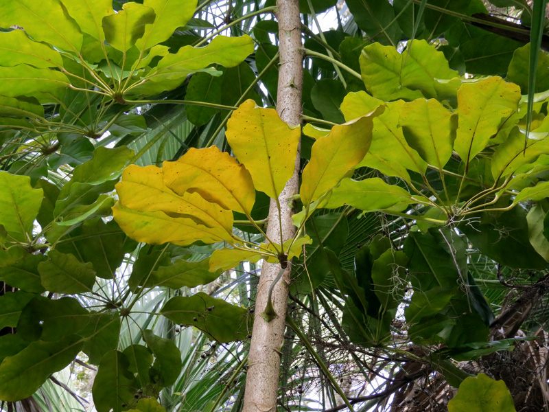 !Schefflera-upper-leaves-dying-2