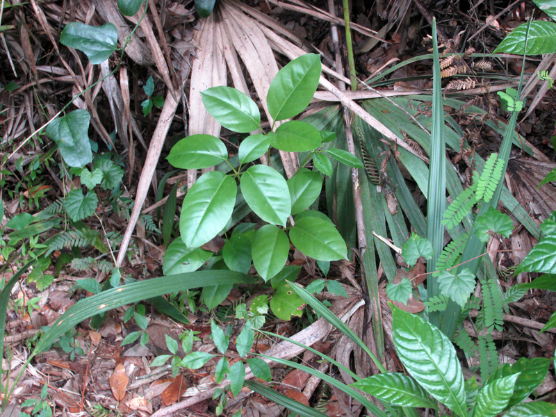 !schefflera-w-psychotria