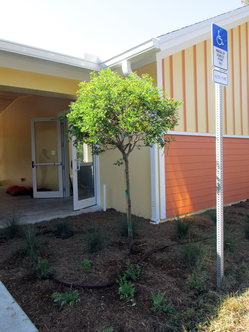 !senna-pendula-at-AH