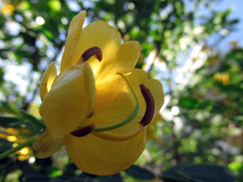 !senna-pendula-flower