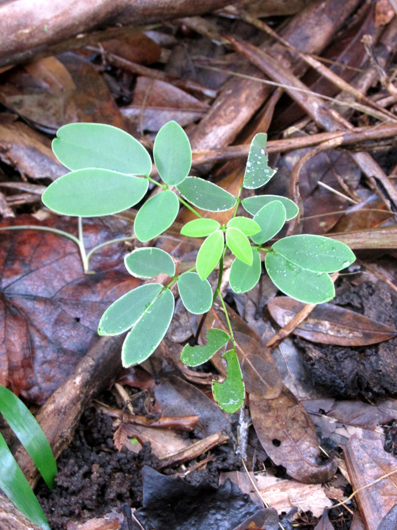 !senna-pendula-seddling-landscape