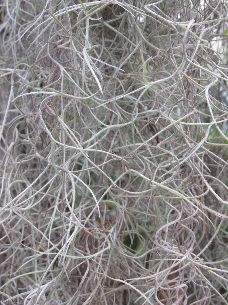 !!Tillandsia usneodies copy 3