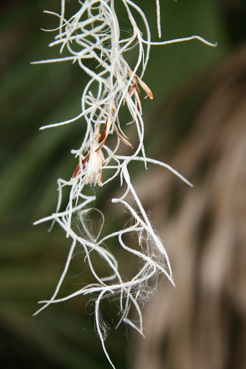 !!Tillandsia usneoides flower1 copy