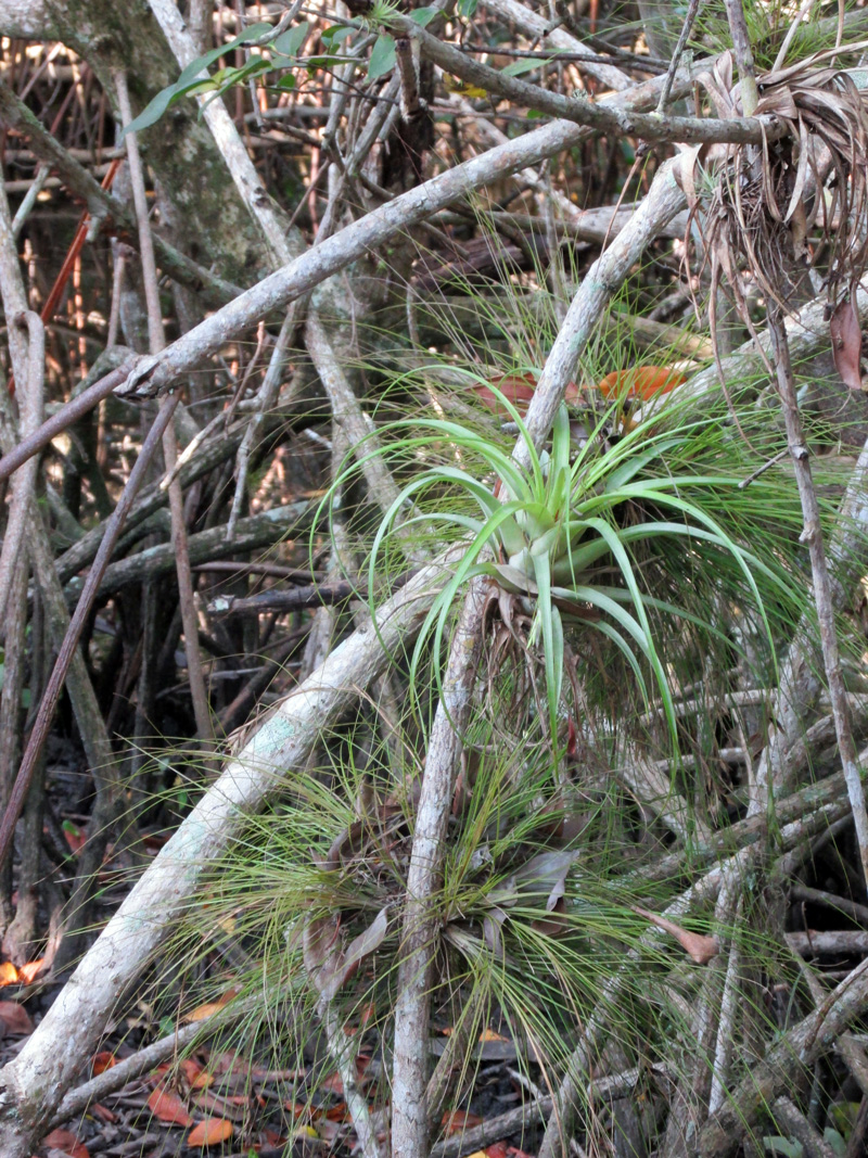 !Tillandsia-utriculata-on-mangrove-propr-root