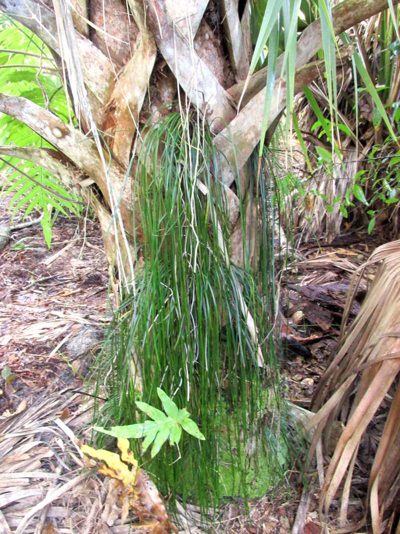 !!vittaria-lineata-&-phlebodium-aureum