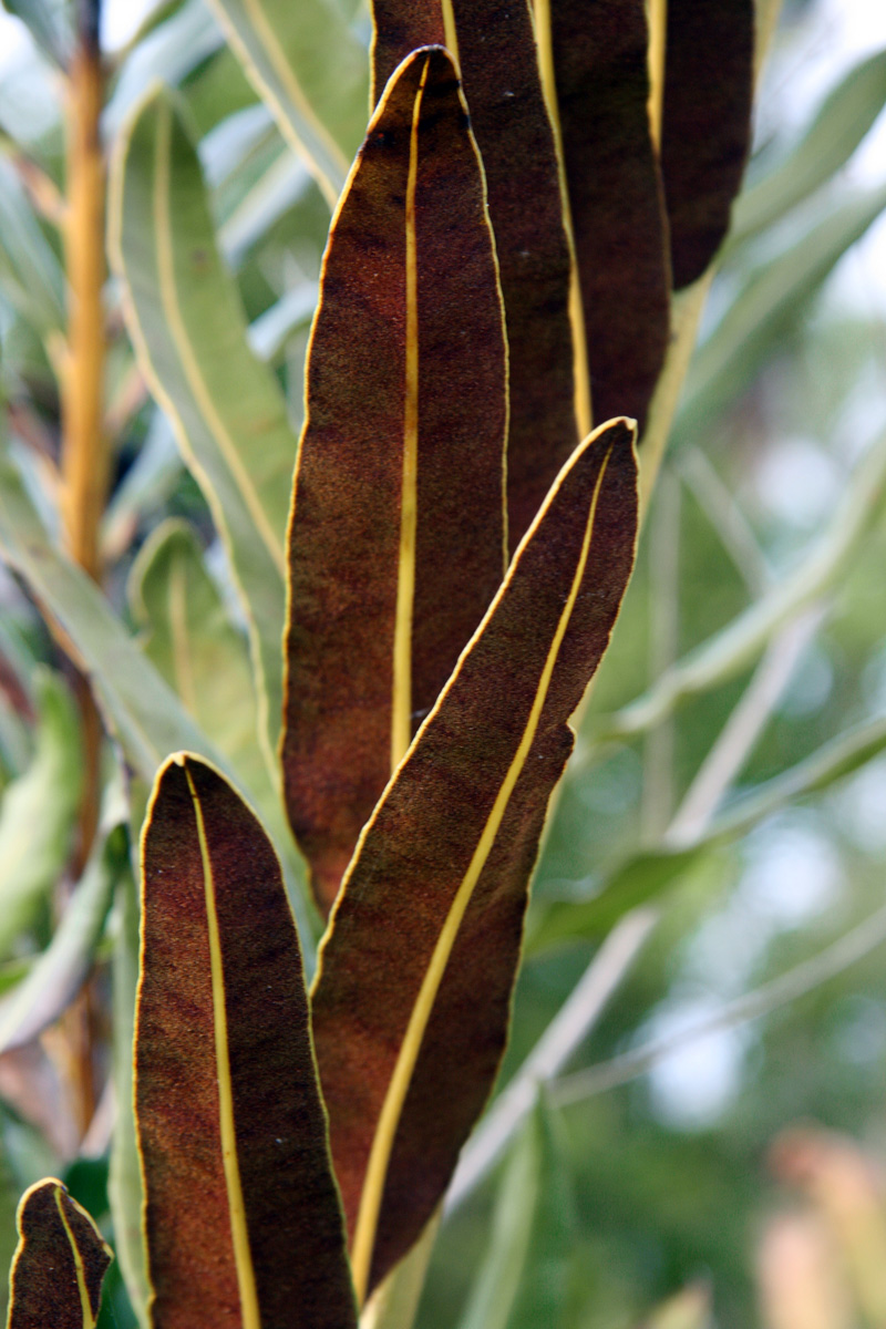 !!acrostichum-danaefolium---underside-of-fertile-frond-closer-up