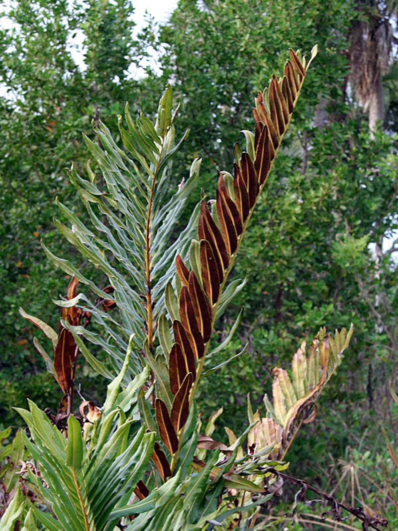 !!acrostichum-danaeifolium-habit