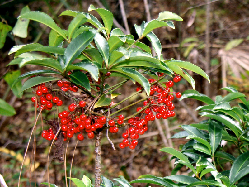!ardisia-crenata-closeup