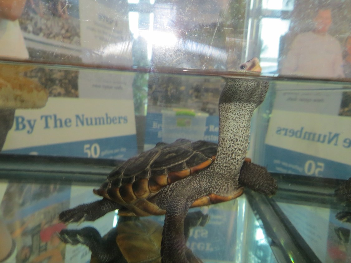 !!david1 at brevard zoo