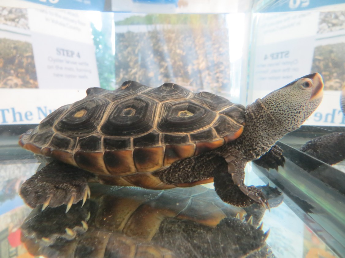 !!david2 at breavrd zoo