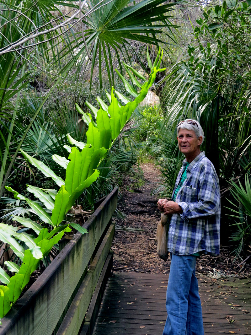 !!diane-larue-&-acrostichum-danaeifolium