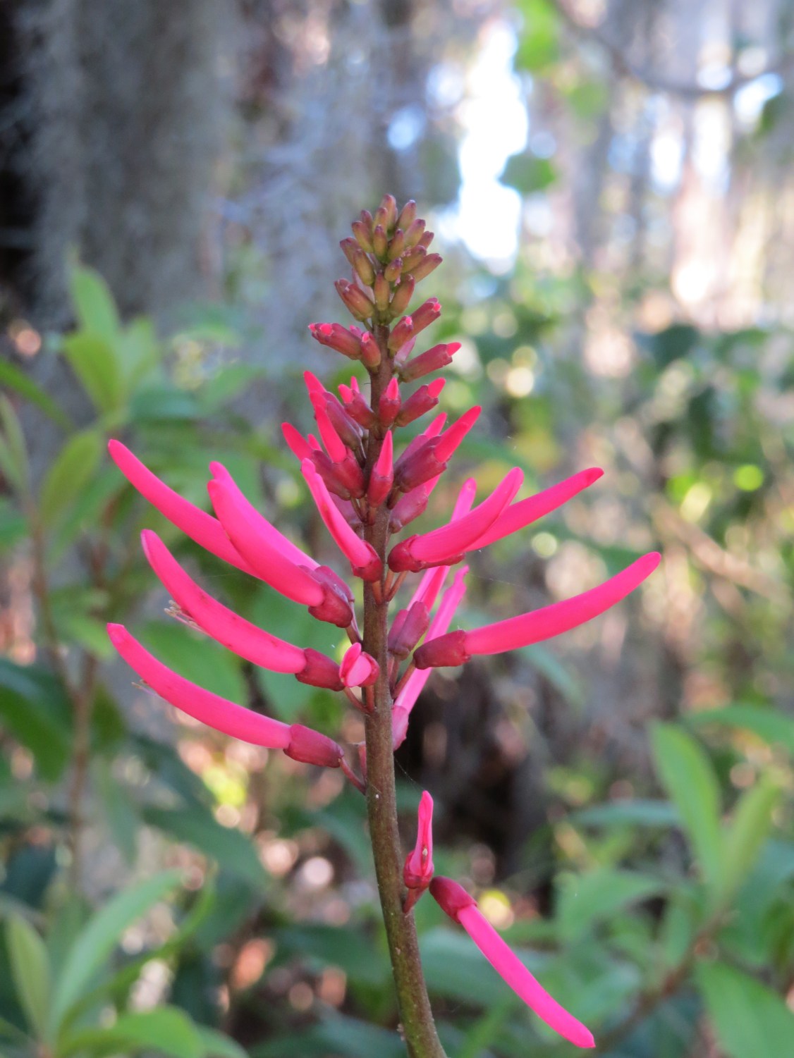 !!erytrhina herbacea @ orca entrnace copy