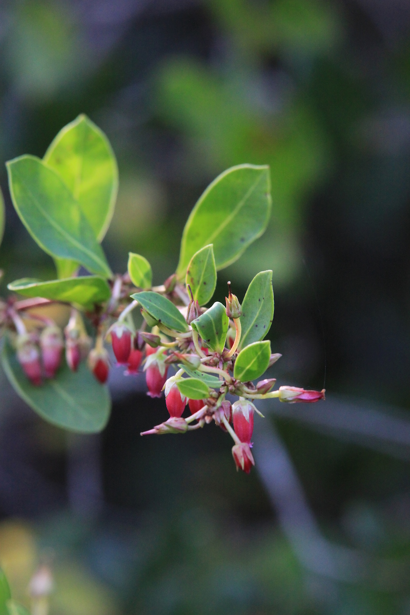 !!lyonia lucida by karen schuster copy