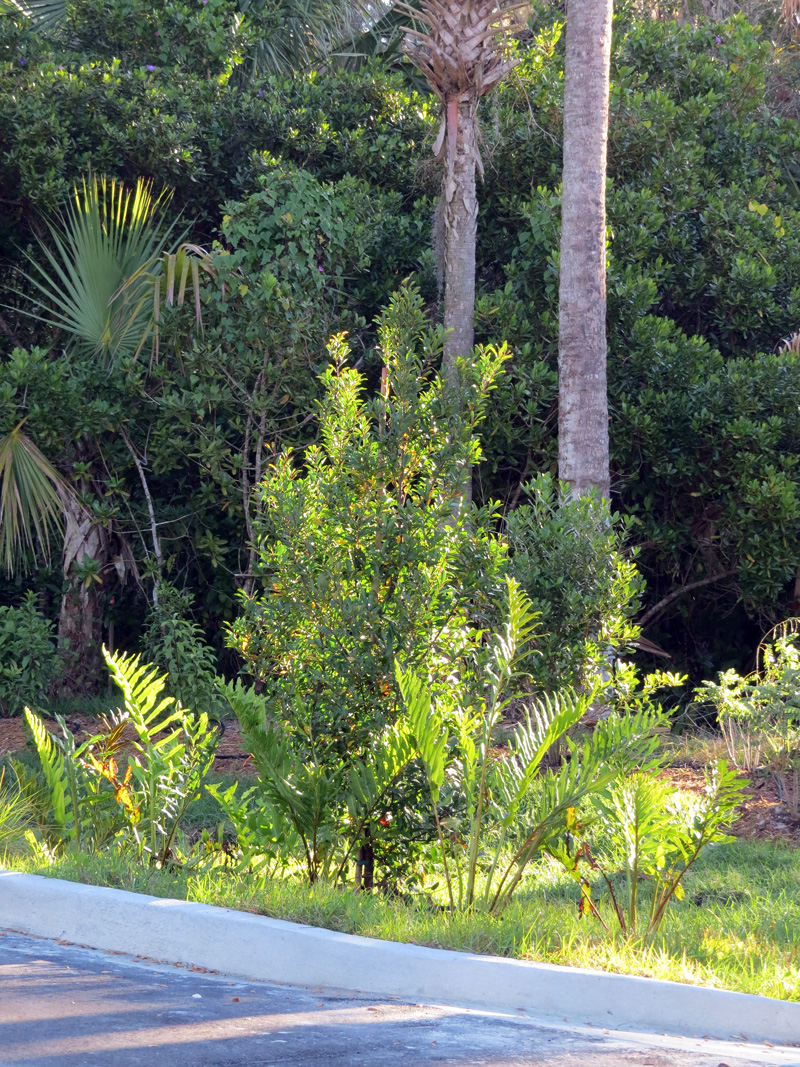 !!prunus-carolinianum-at-ah