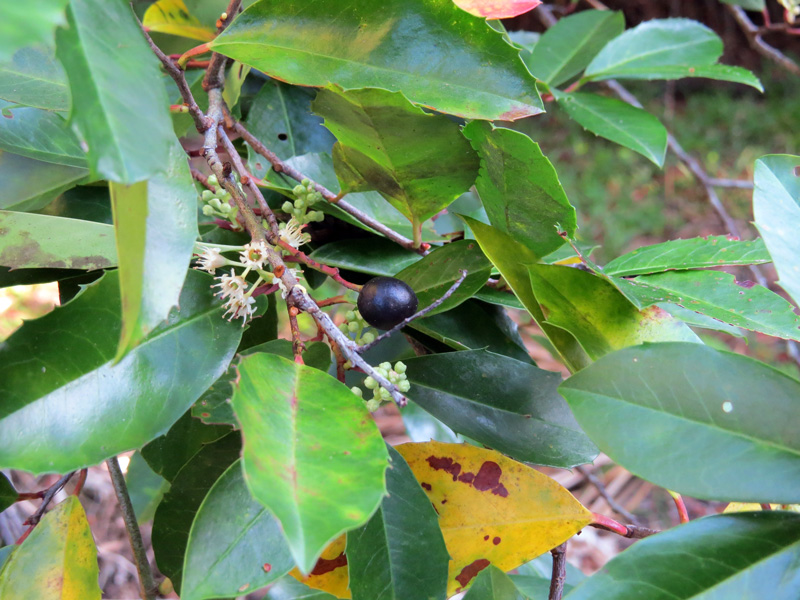!!prunus-carolinianum-flower-&-fruit
