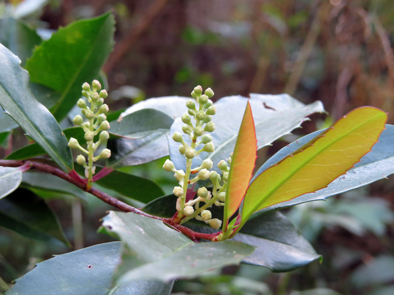 !!prunus-carolinianum-w-new-growth