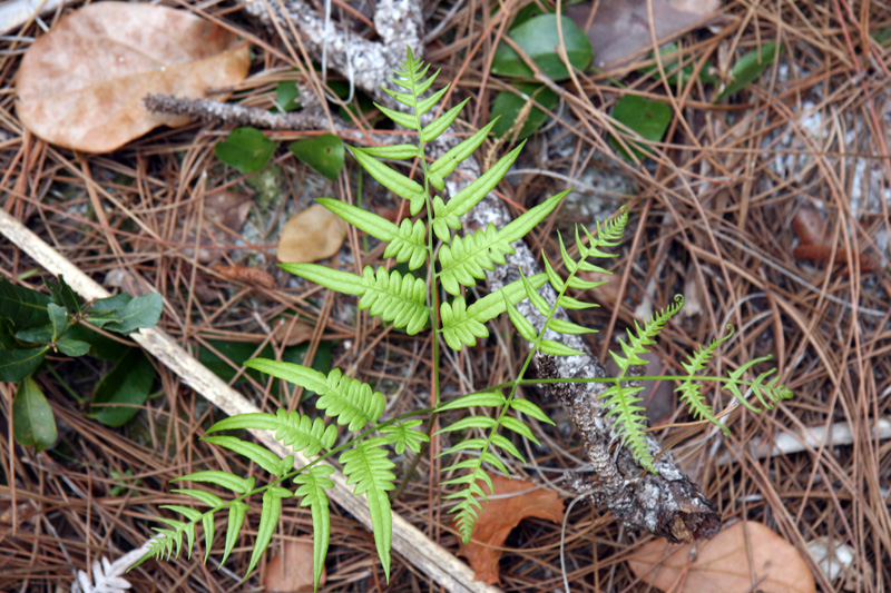 !!pteridium-(2)