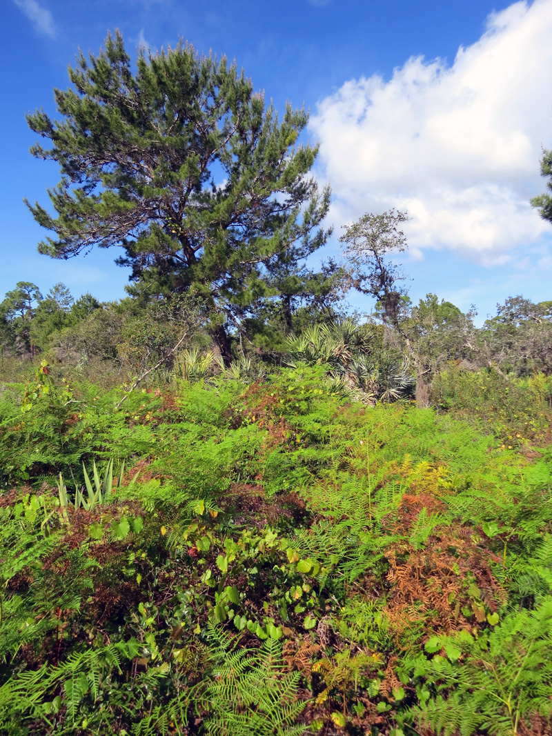 !!pteridium-aquilinum-at-sorca