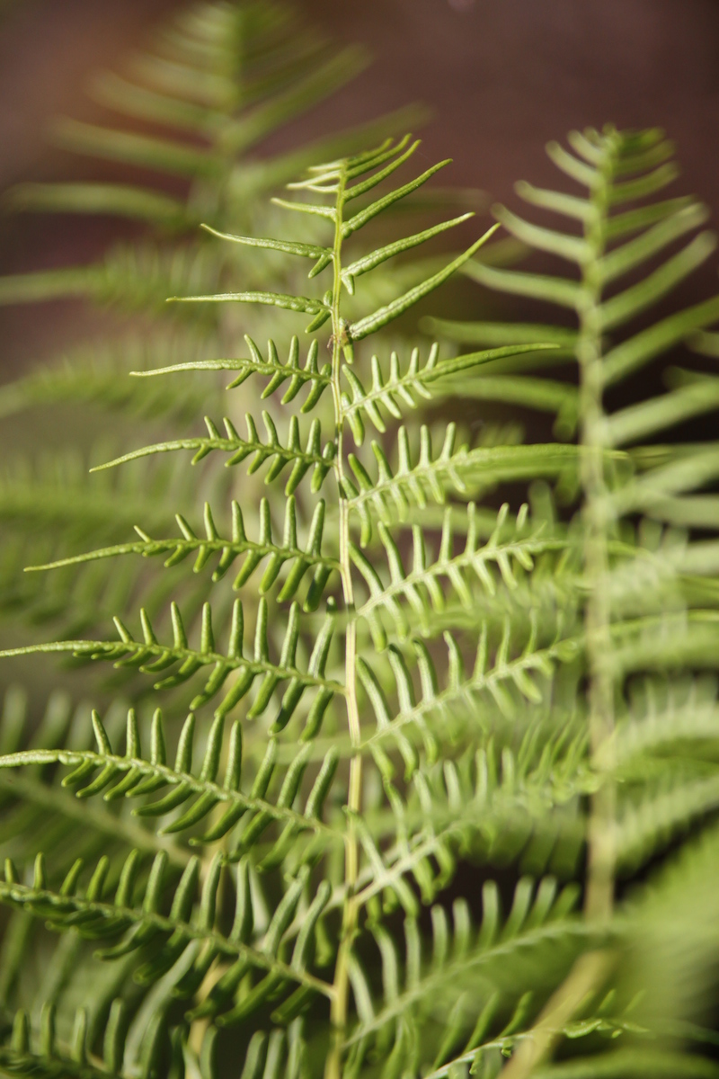 !!pteridium aquilinum by karen schustser.JPG copy