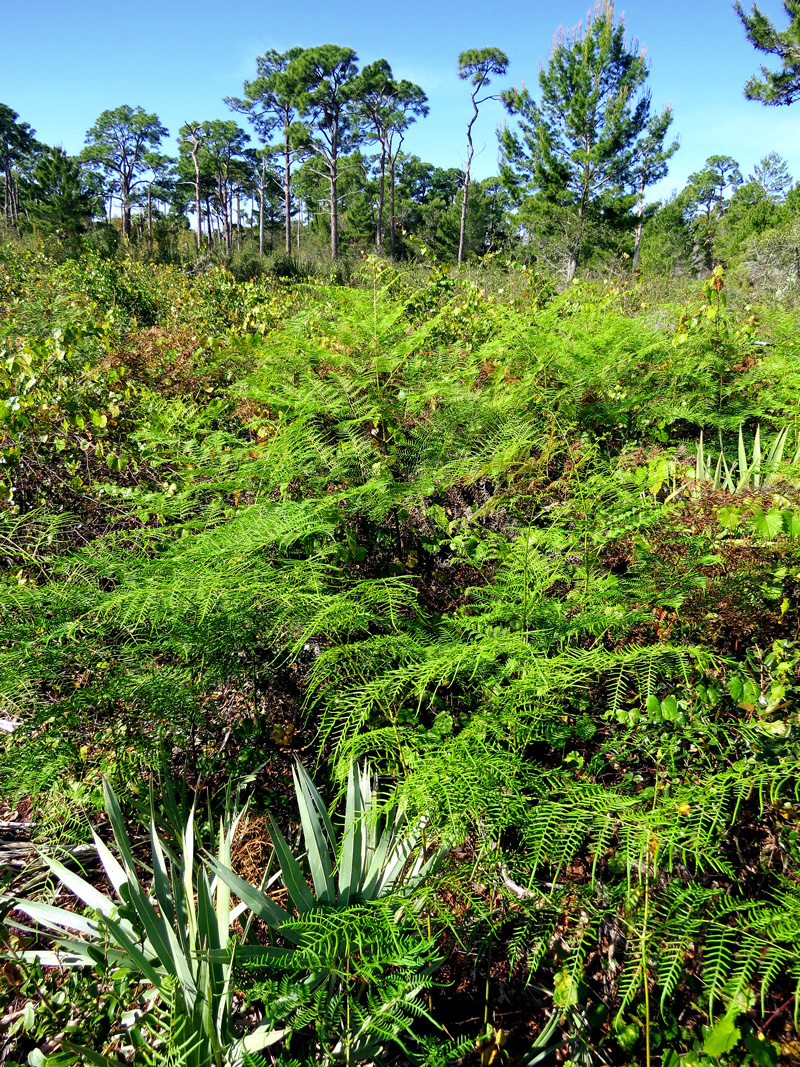 !!pteridium-auqilinum2-at-sorca
