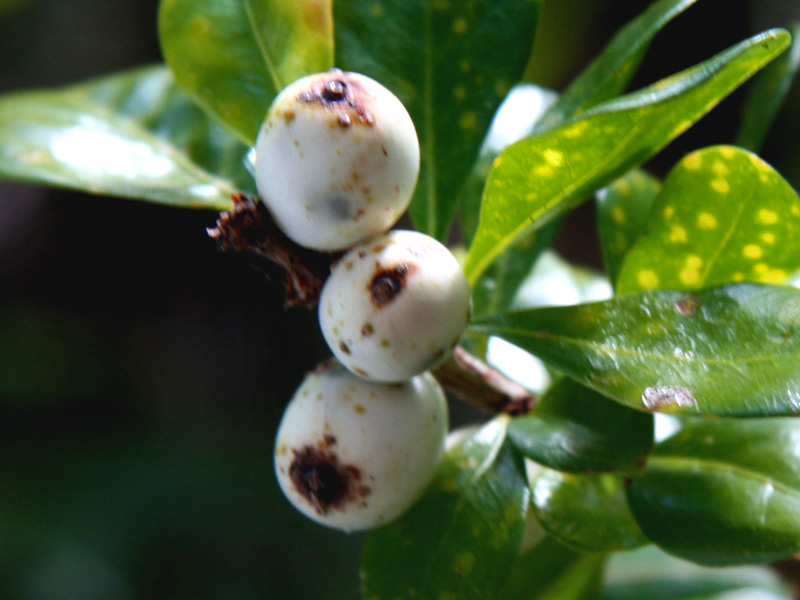 !!randia-acuelata-fruit-closeup