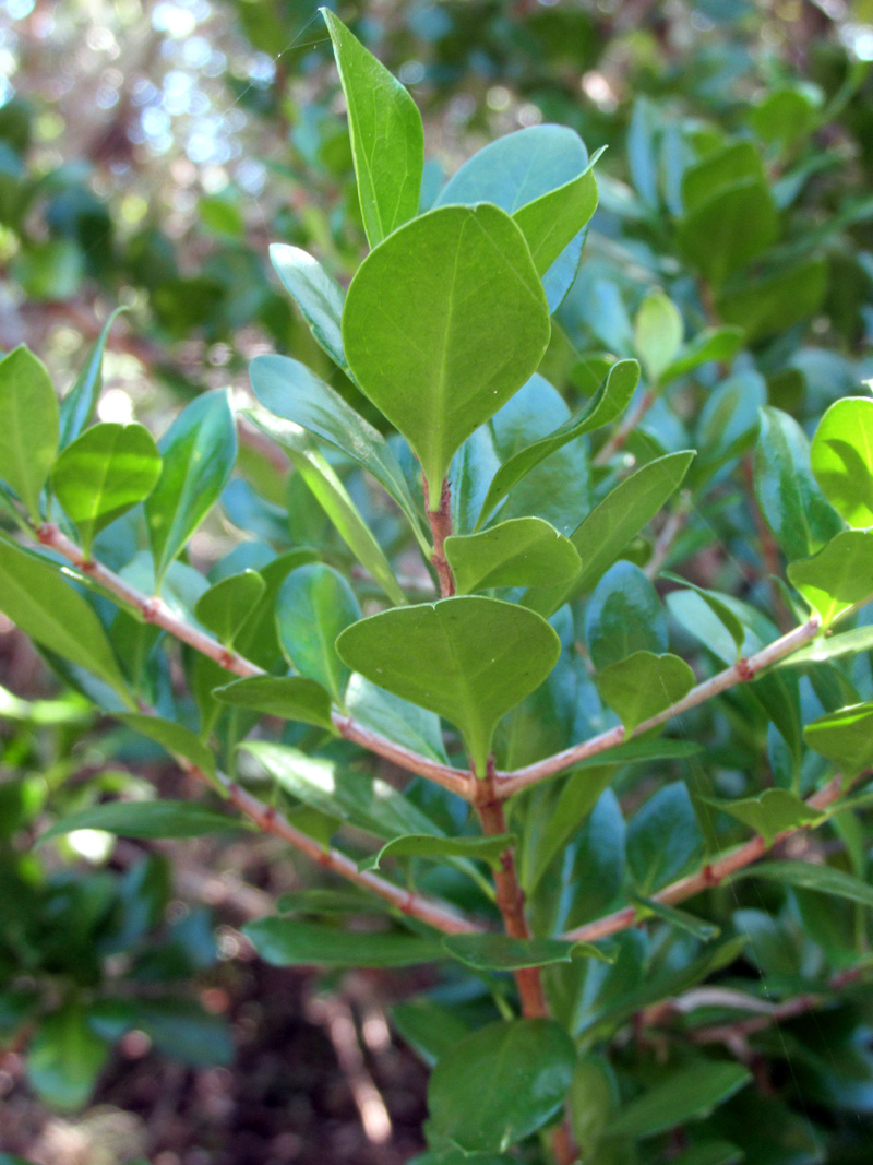 !!randia-aculeta-stems-&-leaves