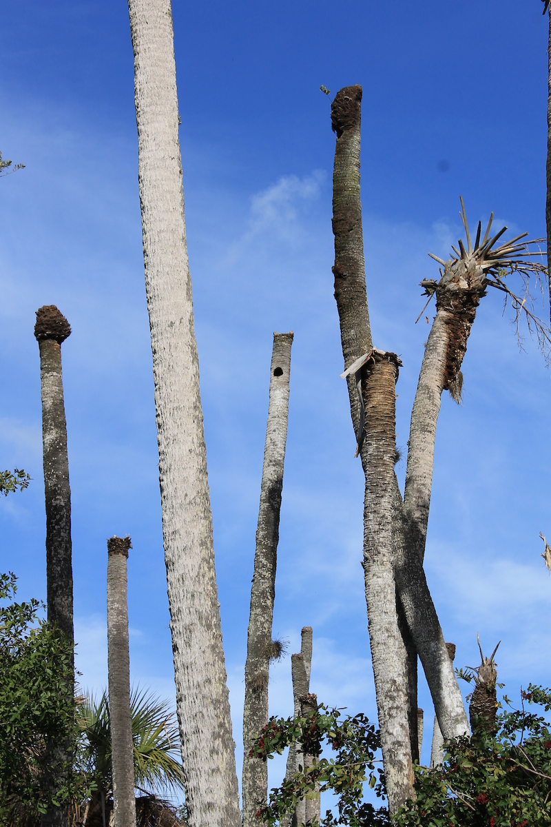 !!sabal palmetto dead due to sea level rise copy