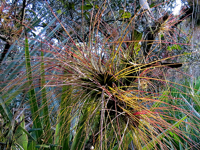 !!tillandisa-setacaea