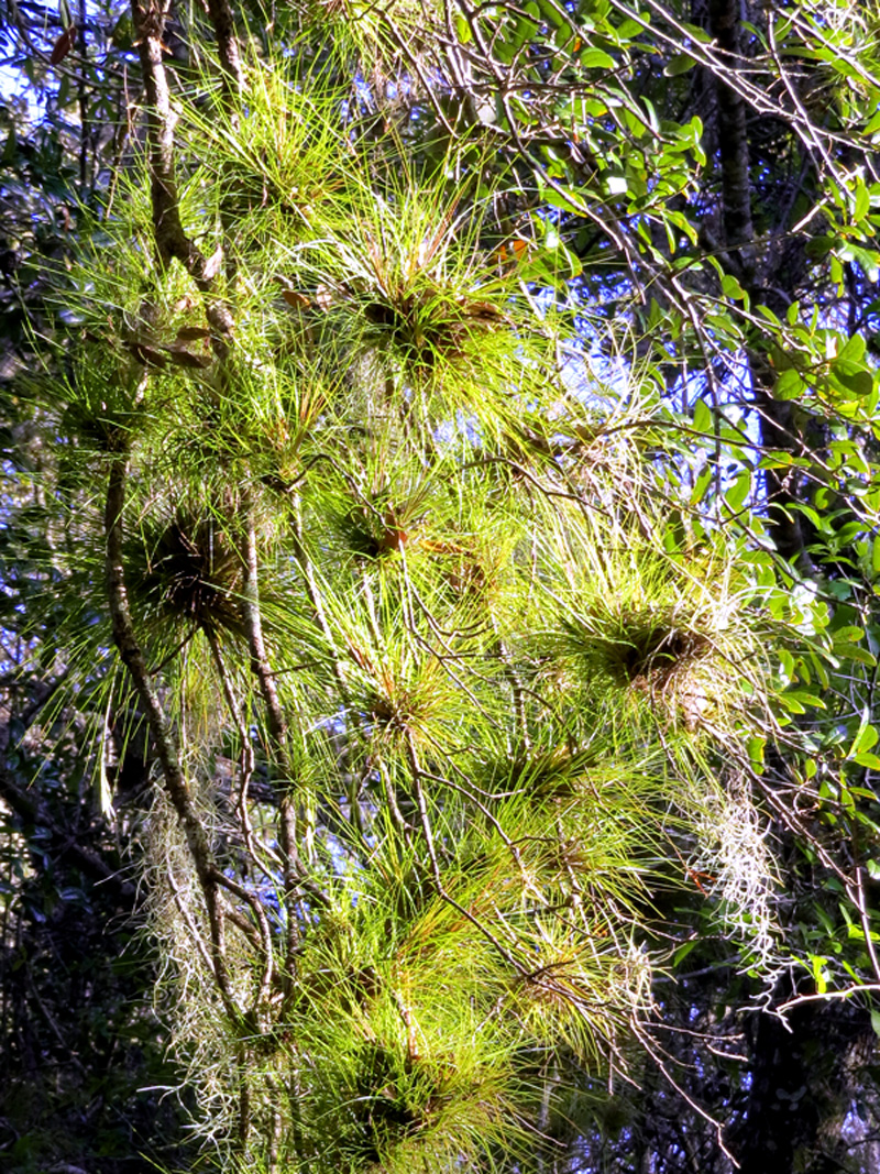 !!tillandsia-seatacea-@-fmel