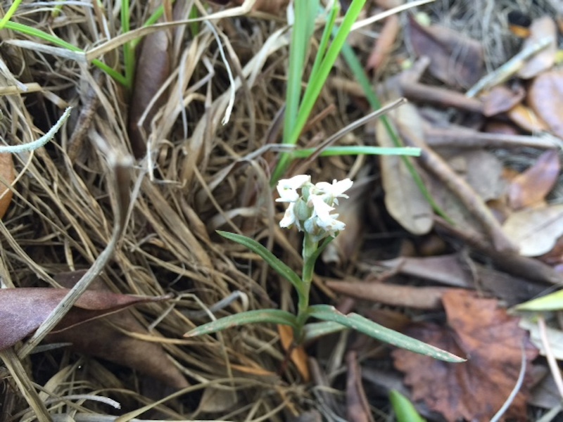 !Zeuxine strateumatica by ken gonyo