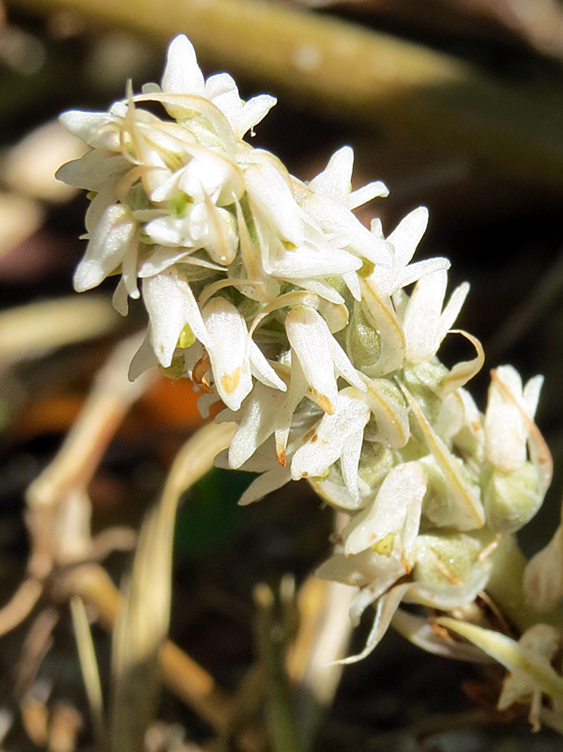 !!Zeuxine-strateumatica-closeup