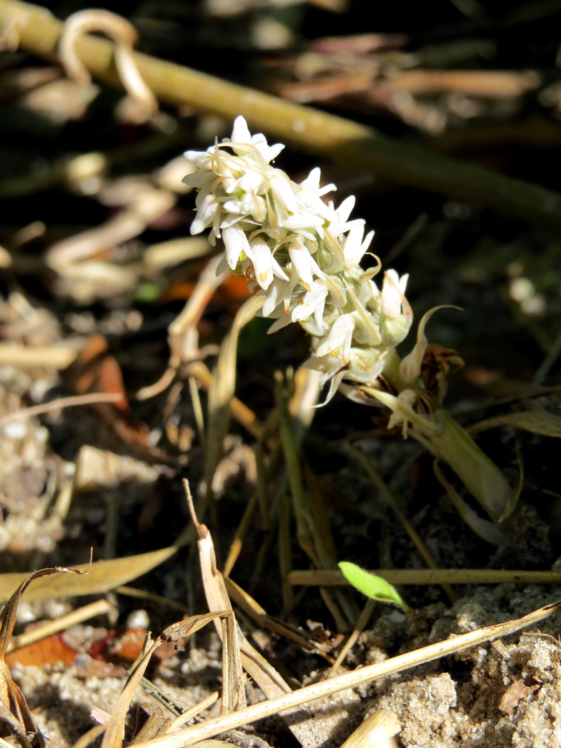 !!Zeuxine-strateumatica