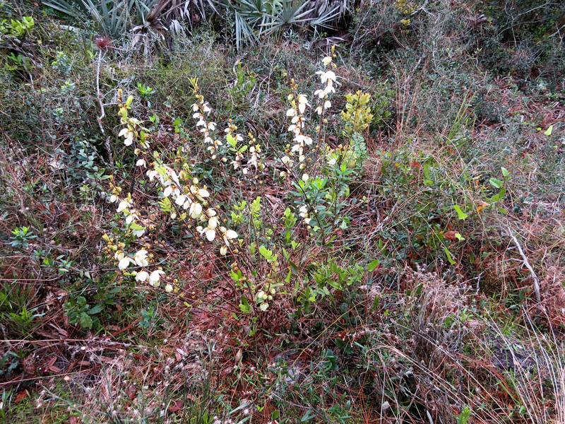 !!asiminia-reticulata-at-sorca3