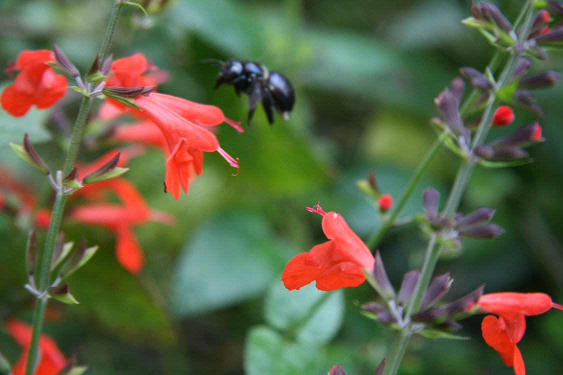 bee flying near salvia