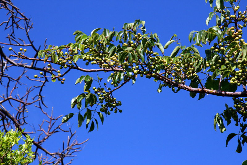 !!!bursera-simarouba-@-bic-on-11-13-11-(5)