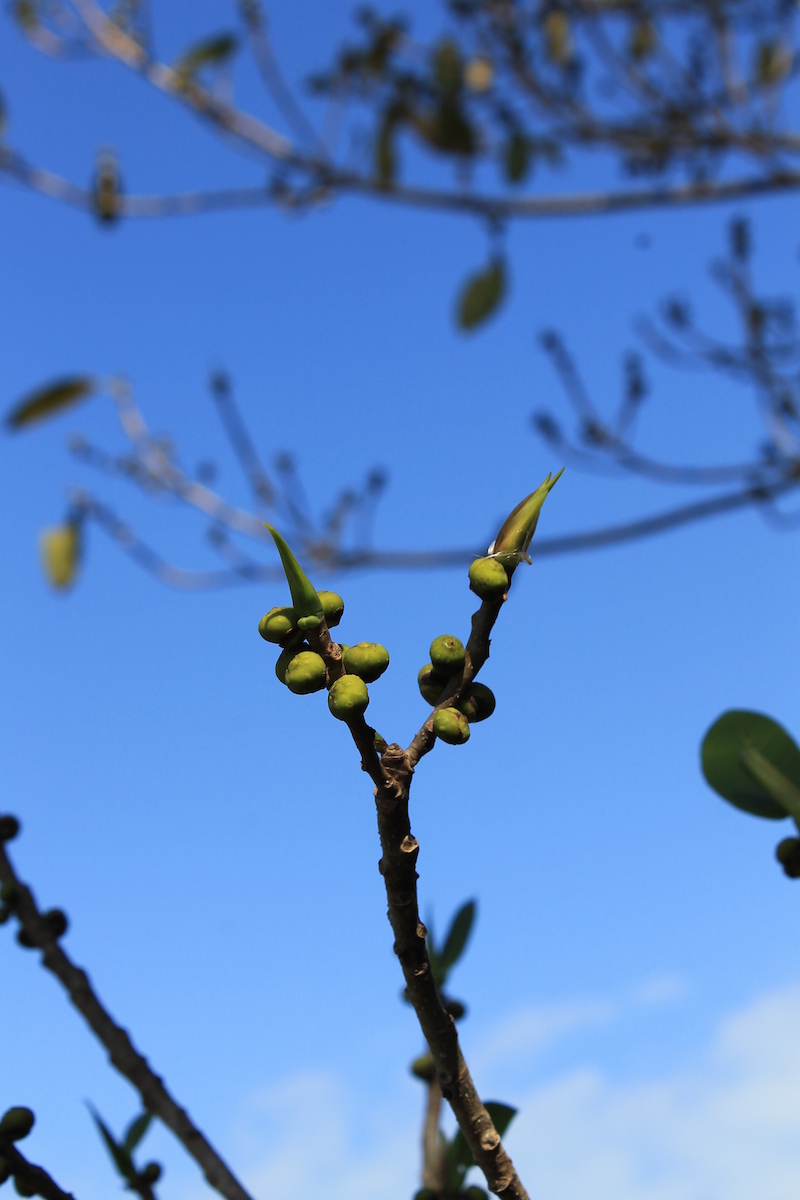 !!fisuc aureum1 @cfp by ks