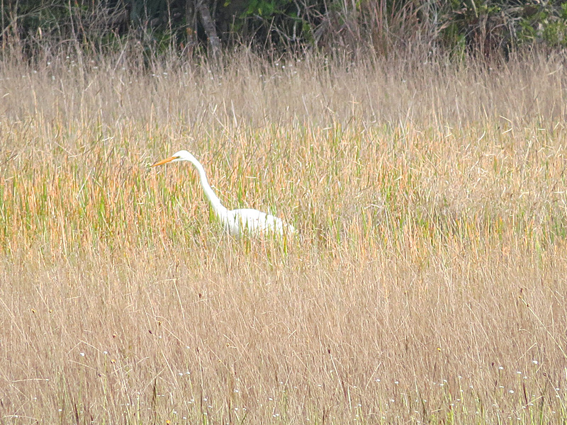 !!great-egret-@-nsca