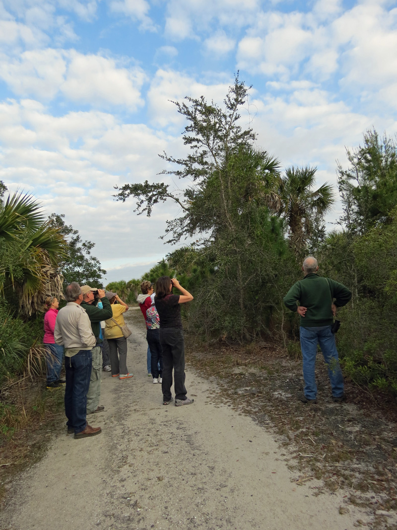 !!group-looking-at-scrub-jays