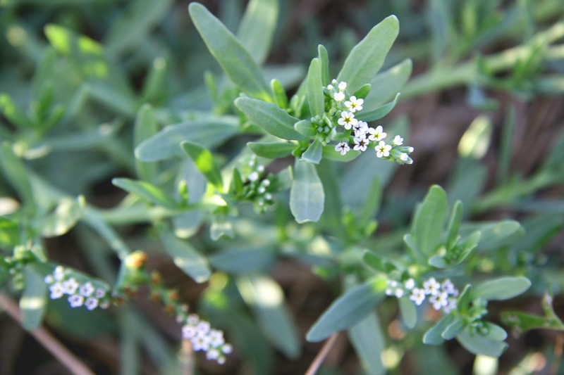 !!!!Heliotropium-curassavicum-(3)