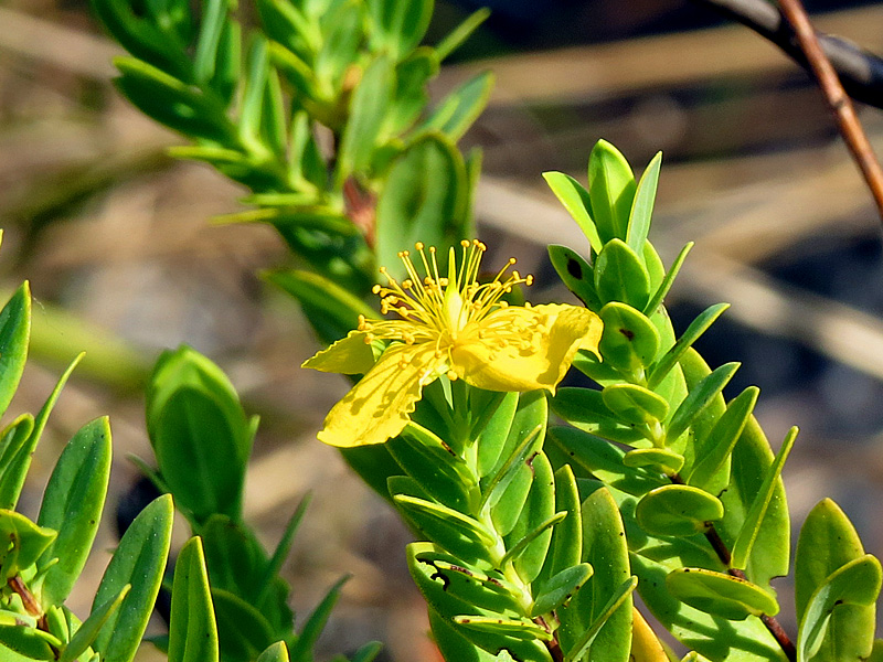!!!!hypericum-edisonianum-clsoeup