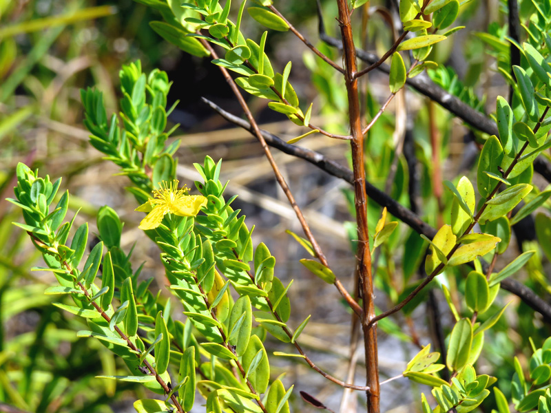 !!hypericum-edisonianum