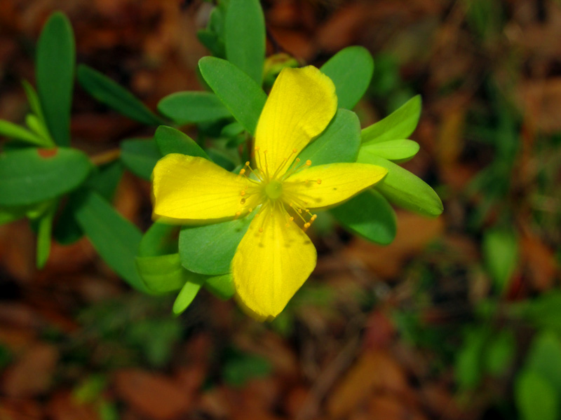 !!!!Hypericum-tetrapetalum