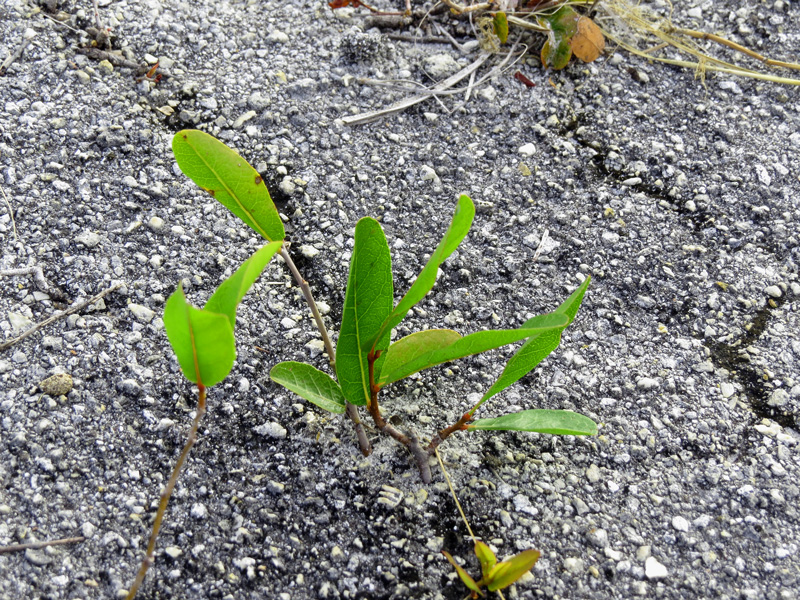 !!!!licania-growing-in-asphlat