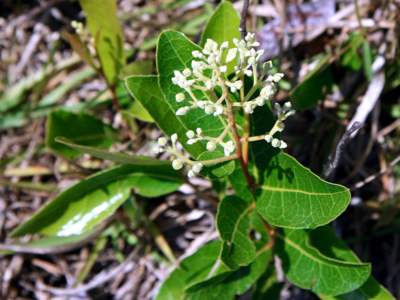 !licania-michauxii-buds