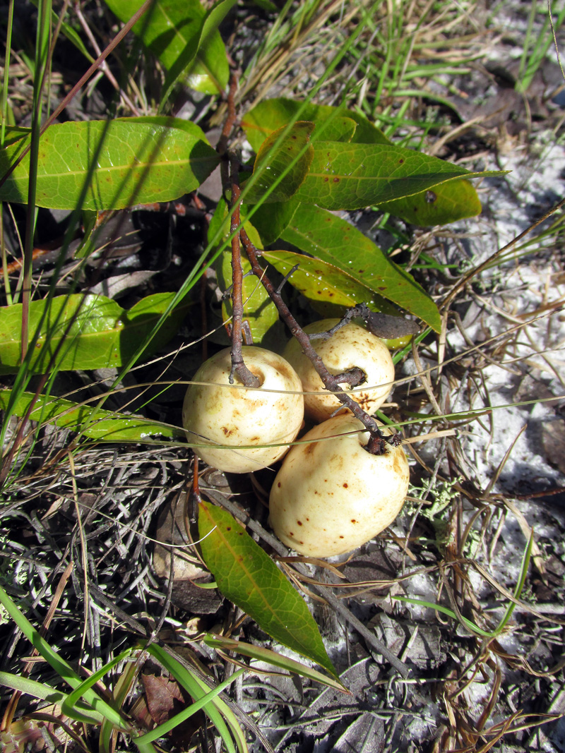 !!!!licania-michauxii-fruit