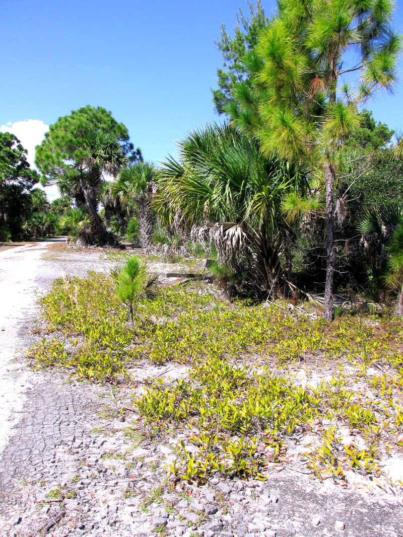 !!licania-michauxii-w-asphalt